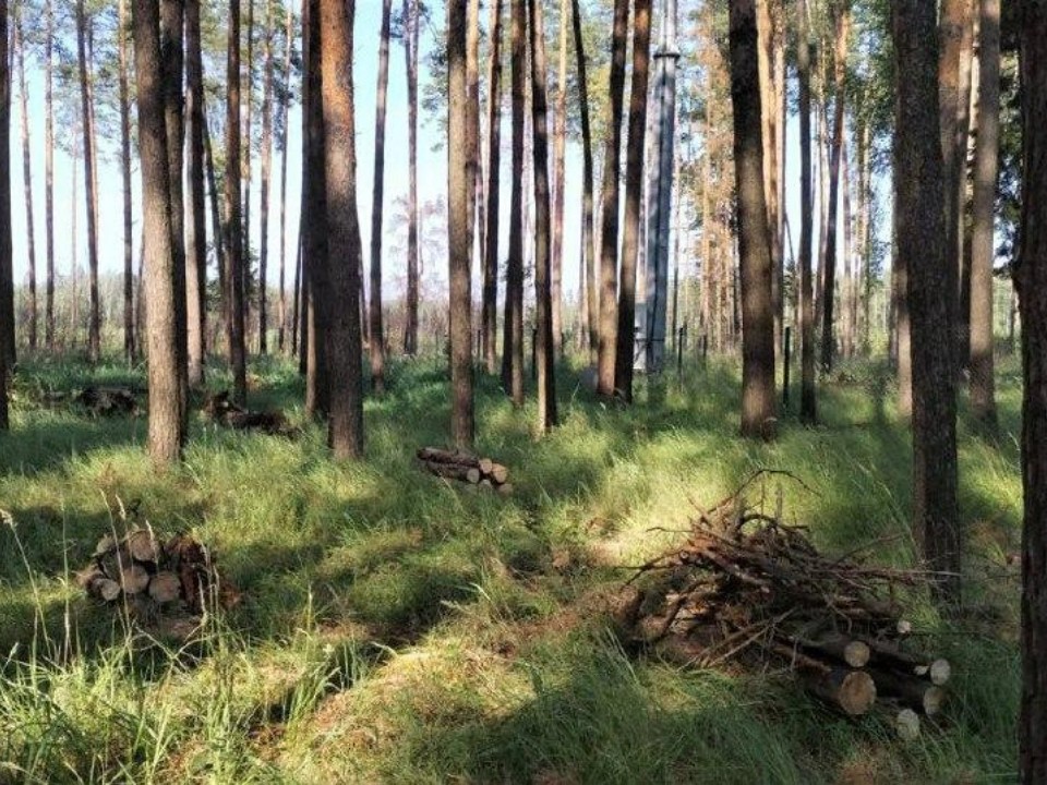 Санитарные работы провели в лесах Воскресенского округа