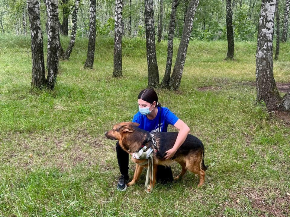 Активисты из Котельников взяли опеку над приютом для собак в Некрасовке