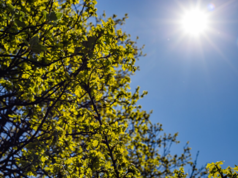 Солнечно и жара до +27°C ожидаются в Подмосковье в ближайшие дни