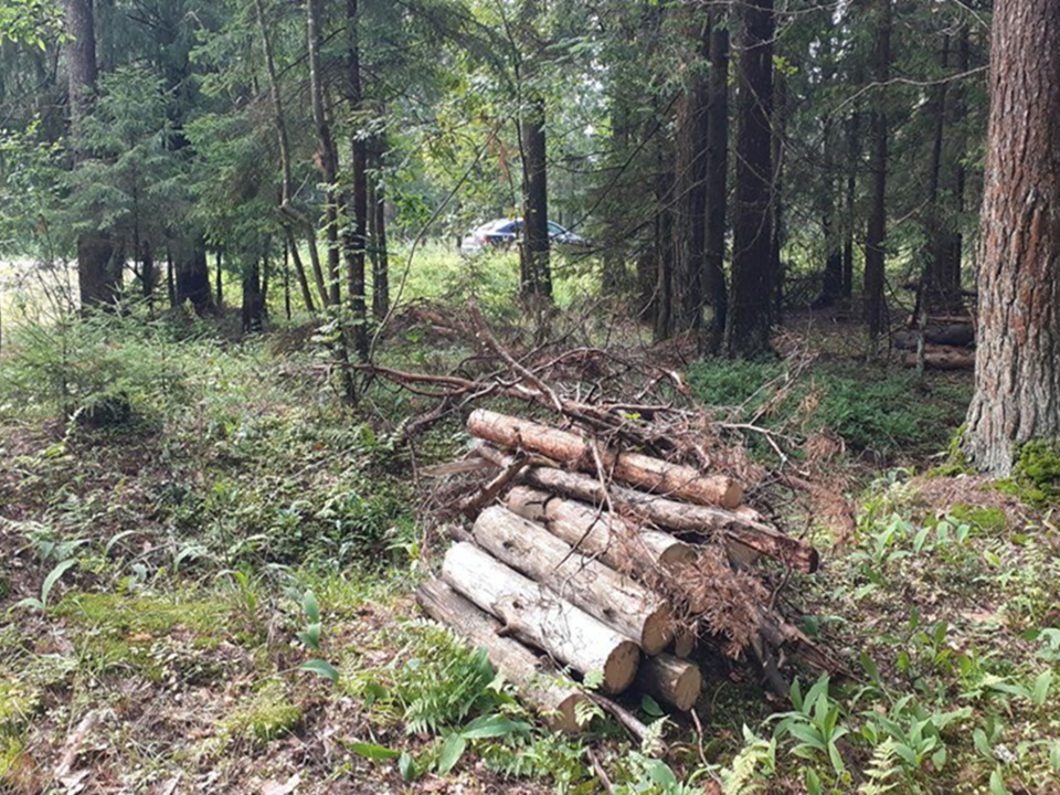 В Егорьевском округе завершили санитарную очистку лесов
