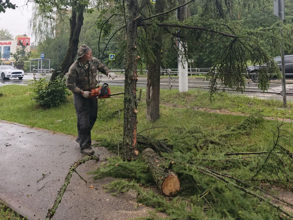 Угрожающую безопасности пешеходов лиственницу удалили в Красноармейске