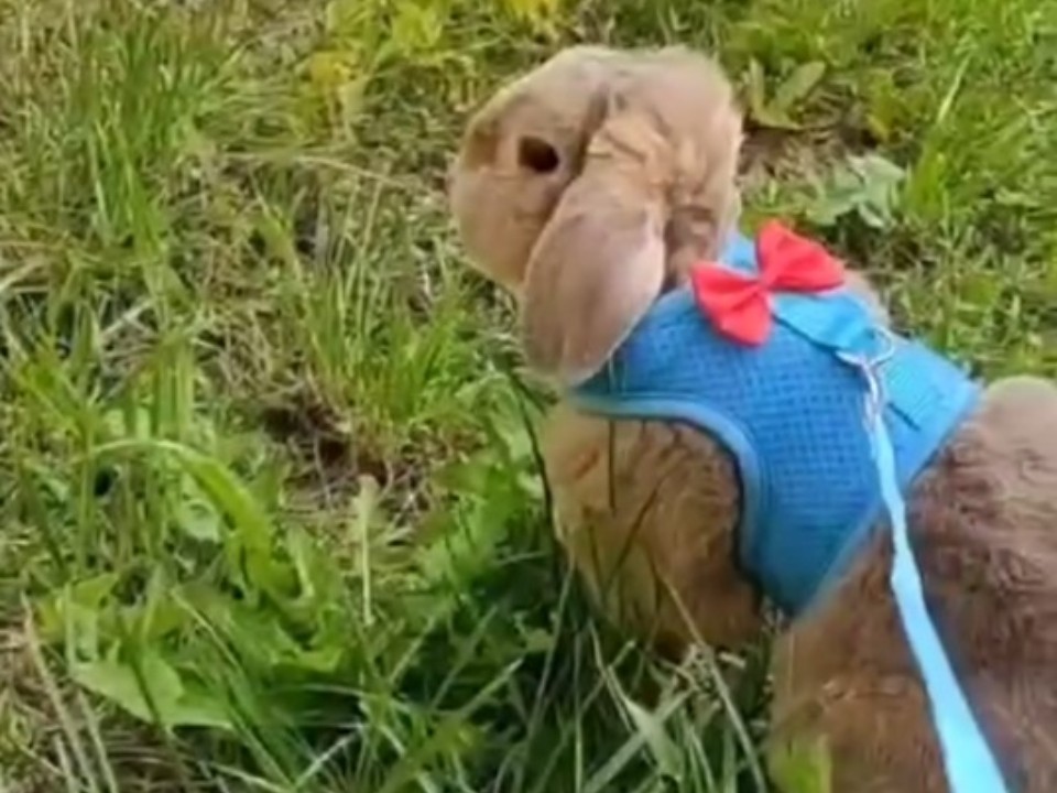 Во фраке с бабочкой выходит на променад ушастый символ звенигородского музея
