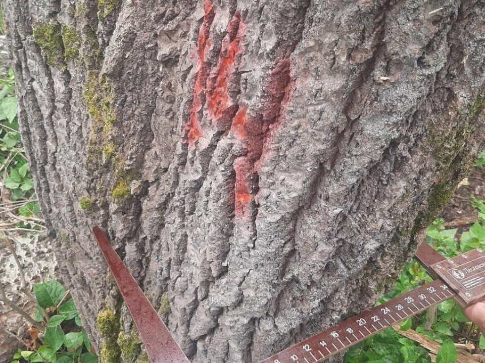 В подмосковных лесах  с начала года выявлено более 40 фактов незаконной рубки