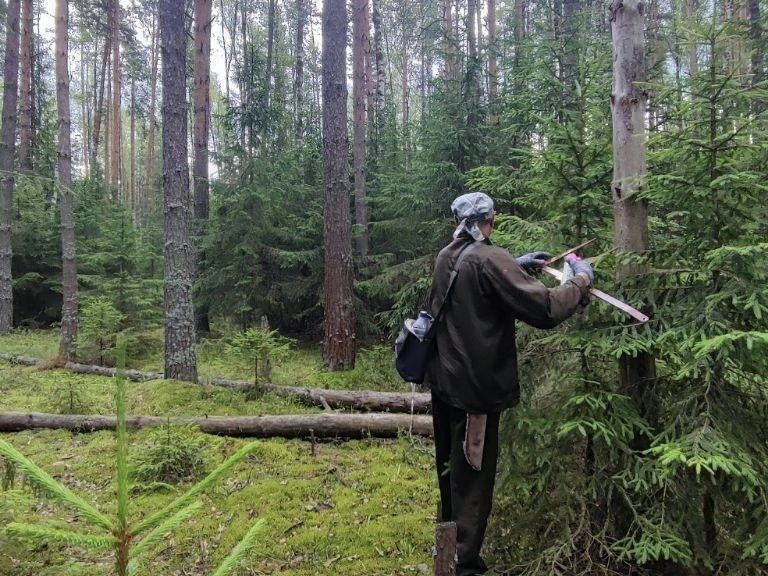 В Орехово-Зуеве продолжили санитарную очистку лесов