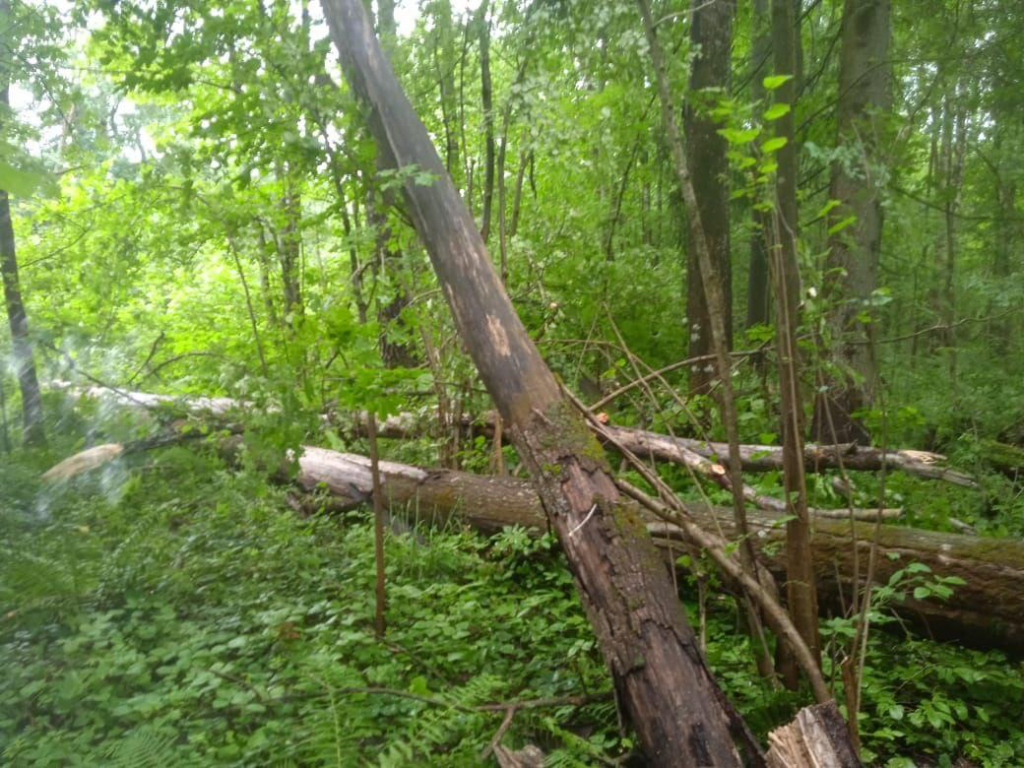 В Дмитровском лесничестве начали санитарную очистку
