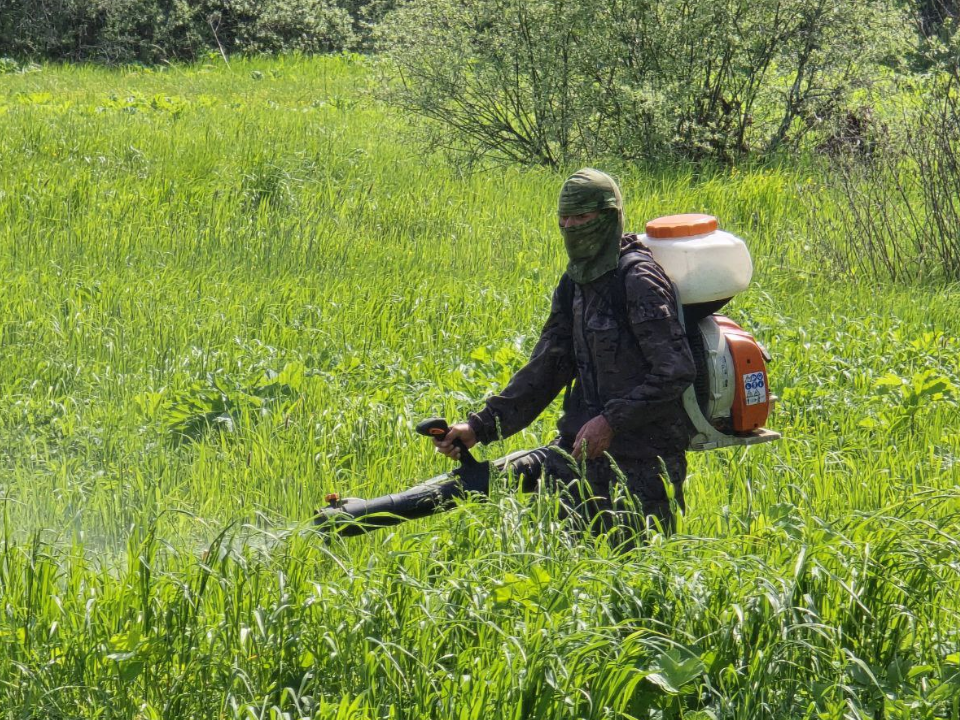 За семь дней в Можайске обработают от ядовитого сорняка 20 локаций