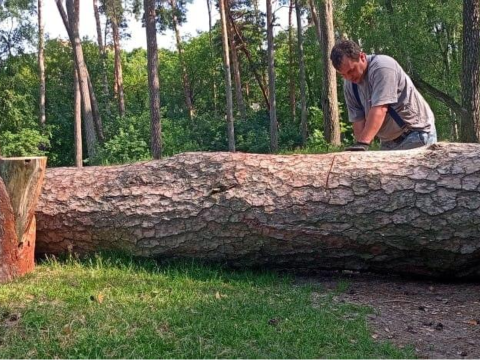 Старую 150-летнюю сосну, мешавшую пешеходам в Серпухове, убрали лесничие «Мособллес»