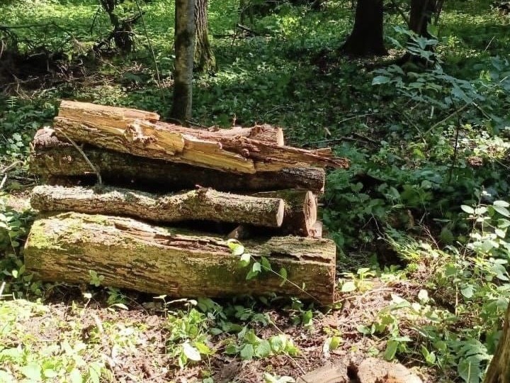 В Истре начали уборку неликвидной древесины для защиты лесов