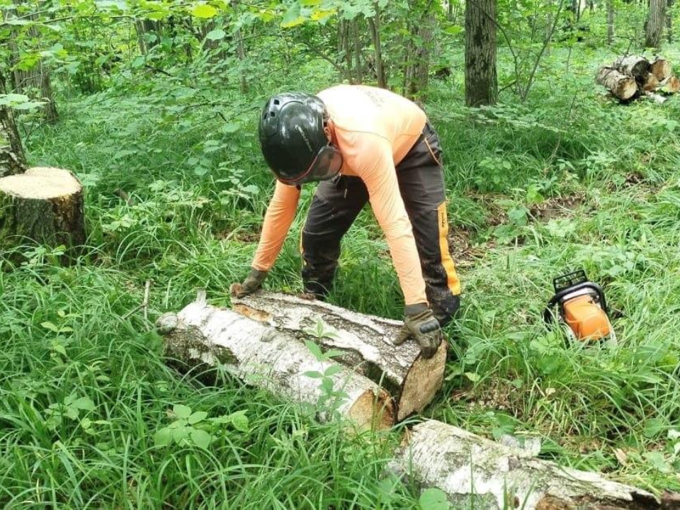 В лесничестве «Русский лес» убрали неликвидную древесину на 39 га