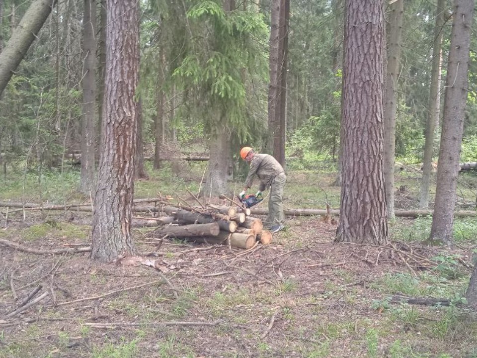 Лесничие объяснили, зачем в лесах округа вырубают деревья