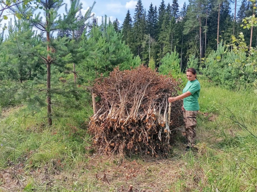 Молодой лес осветлили у деревни Новая