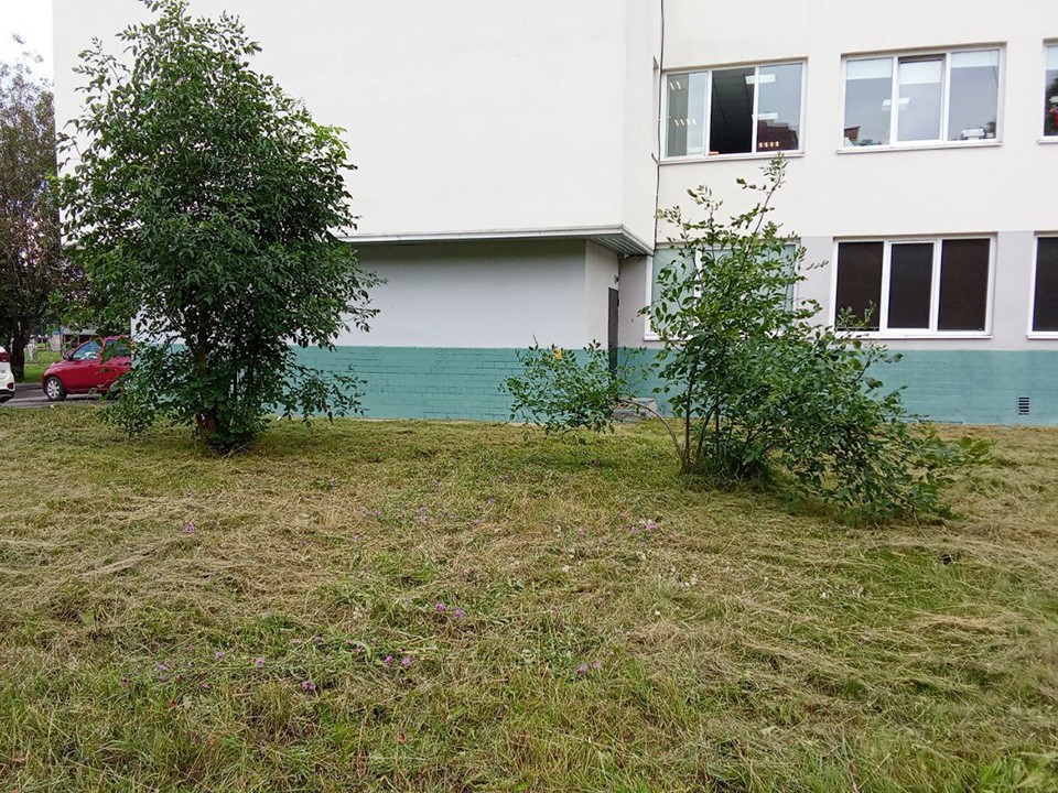 Траву по колено скосили за городской библиотекой в Ивантеевке