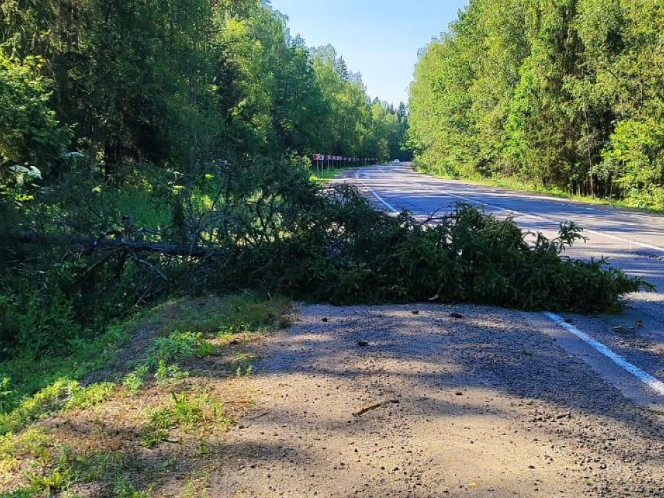 В Пушкинском округе убрали поваленную грозой ель с дороги