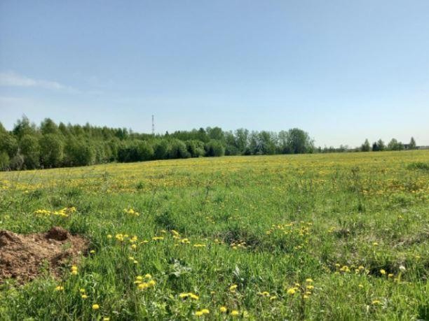 Сражение за участок под личное хозяйство развернулось в Подмосковье