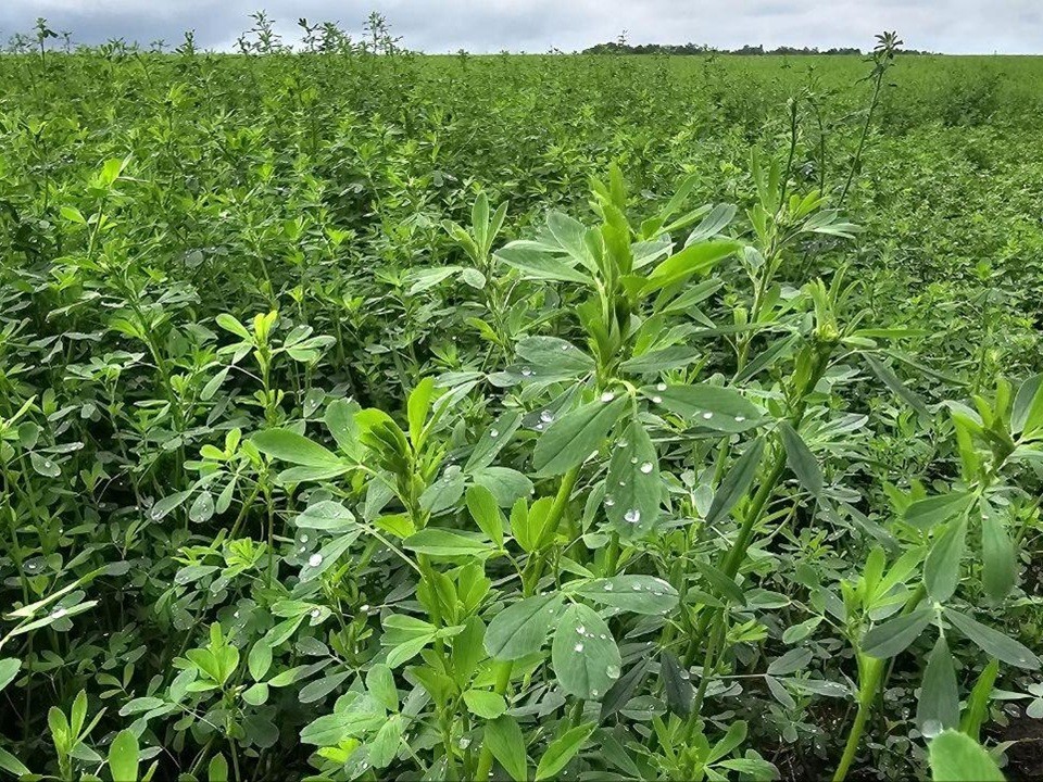 В Коломне аграрии готовятся ко второму укосу люцерны
