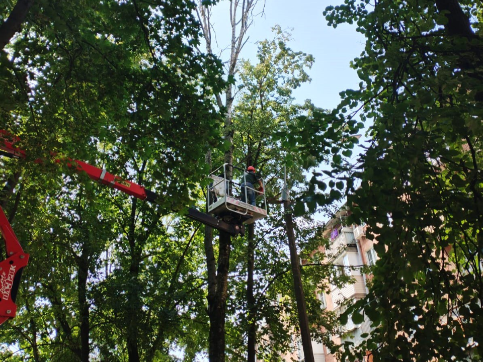 Жители улицы Мира попросили кронировать старые деревья