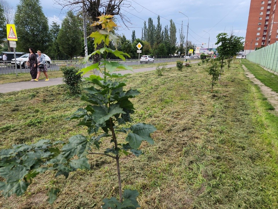 В Орехово-Зуеве полив саженцев будут контролировать горожане