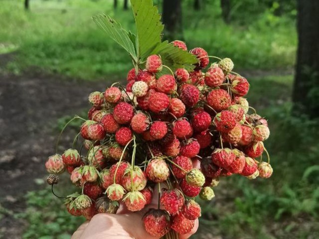 Земляничный бум начался в лесах Шаховской
