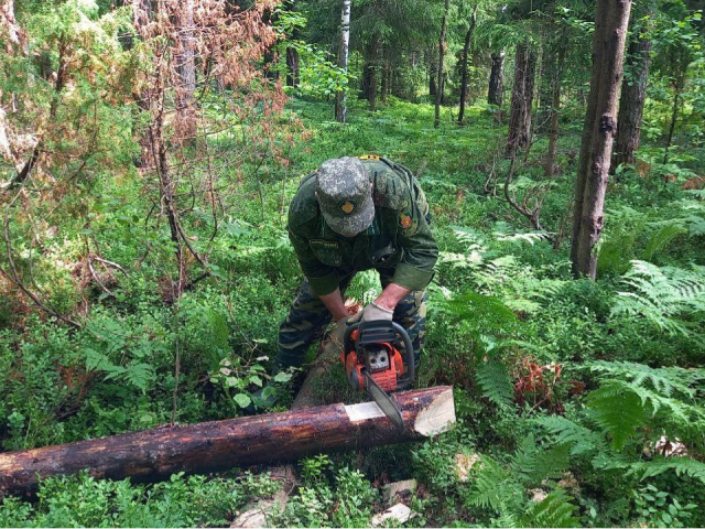 В Шатурском лесничестве проводят санитарные вырубки для защиты леса
