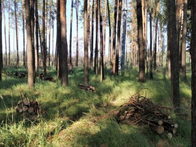 Санитарные работы провели в лесах Воскресенского округа