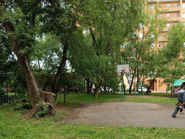 Коммунальщики оперативно убрали упавшее дерево на Можайском шоссе в Одинцове