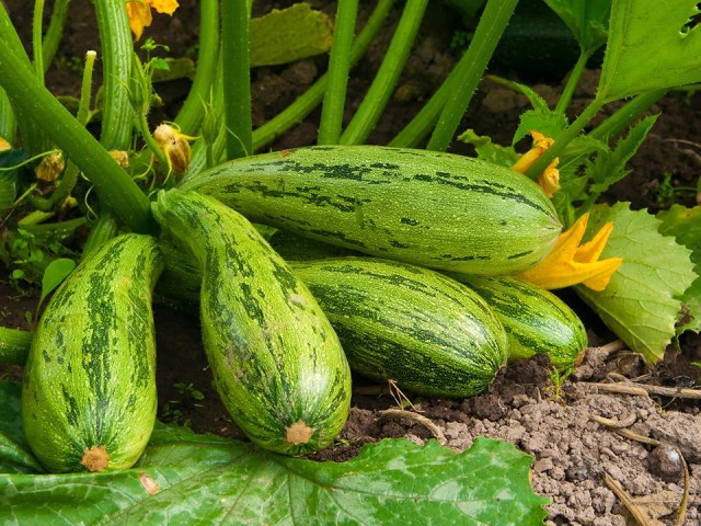Кабачки, тыквы и картофель уже 5 лет выращивают в экспериментальном огороде КПО Восток