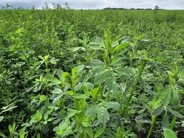 В Коломне аграрии готовятся ко второму укосу люцерны