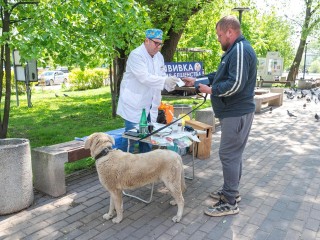 В Реутове пройдет бесплатная вакцинация кошек и собак от бешенства