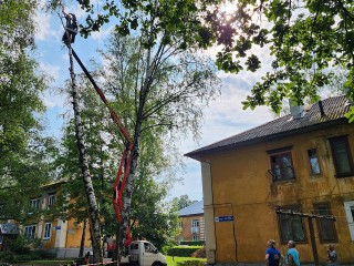 Старую березу, треснувшую после урагана, убрали в одном из дворов Истры