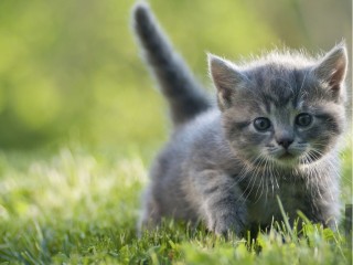Жительница Клина спасла котенка на Волге