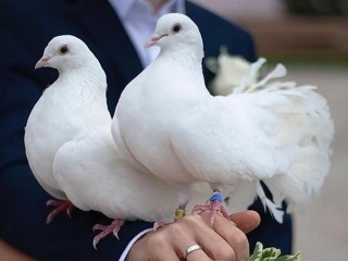 Жители Мытищ разыскивают хозяина домашнего голубя необычной породы