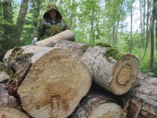 Лесники в Орехово-Зуеве расчистили посадки с молодыми деревьями