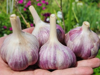 Идеальный момент для уборки чеснока: как не пропустить сигналы природы