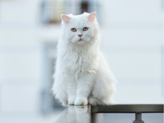 «Она всегда на шлеечке гуляла»: любимую кошку-потеряшку ищет девочка в Бронницах