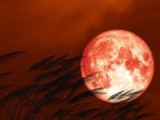 Афанасьев день — 2025: почему важно наблюдать за птицами и Луной 18 июля