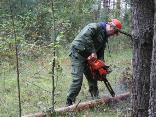 Аварийные деревья убрали под Рузой
