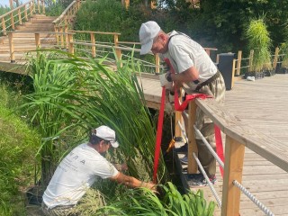 На Тарычевском пруду высадили новые растения для очищения воды