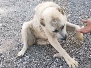 Породистого пса пытаются спасти волонтеры в Пушкино