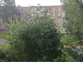 Тропический зной в Подмосковье в эти дни сменится тропическими ливнями