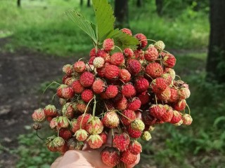 Земляничный бум начался в лесах Шаховской