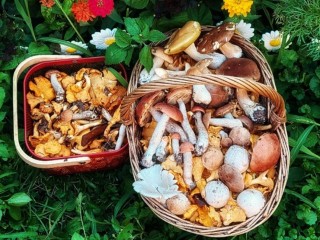 Какие грибы находят сейчас в лесах Подмосковья