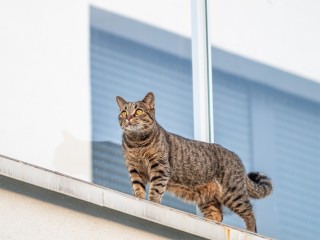 Кошка, разгуливающая по карнизу 13 этажа, встревожила жителей Лосино-Петровского