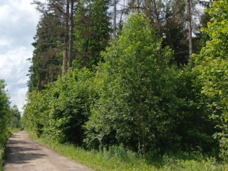 В Рузском округе убрали опасные деревья у садового товарищества после обращения жителей