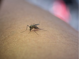 Названы люди, которых комары кусают чаще всего