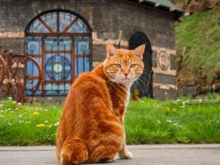 Какой церковный праздник 1 августа 2025 года и почему нельзя обижать рыжих котов