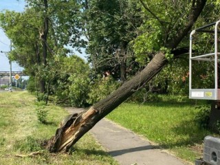 Мощный циклон повалил в Подмосковье сотни деревьев
