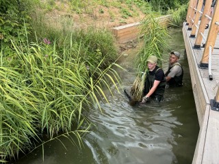 На Малом Тарычевском пруду высадили камыш, рогоз и кувшинки