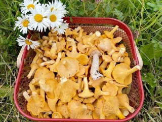 В лесах округа Луховицы можно набрать лисичек, белые грибы на подходе
