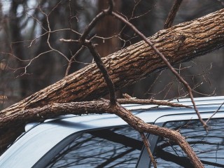 Сотрудники МЧС устранили происшествия с пятью поваленными деревьями