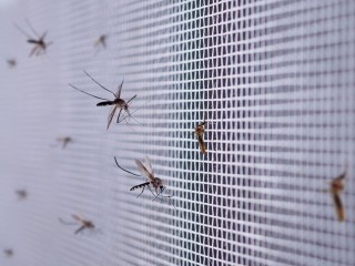 Подмосковье ждет всплеск активности комаров после потепления
